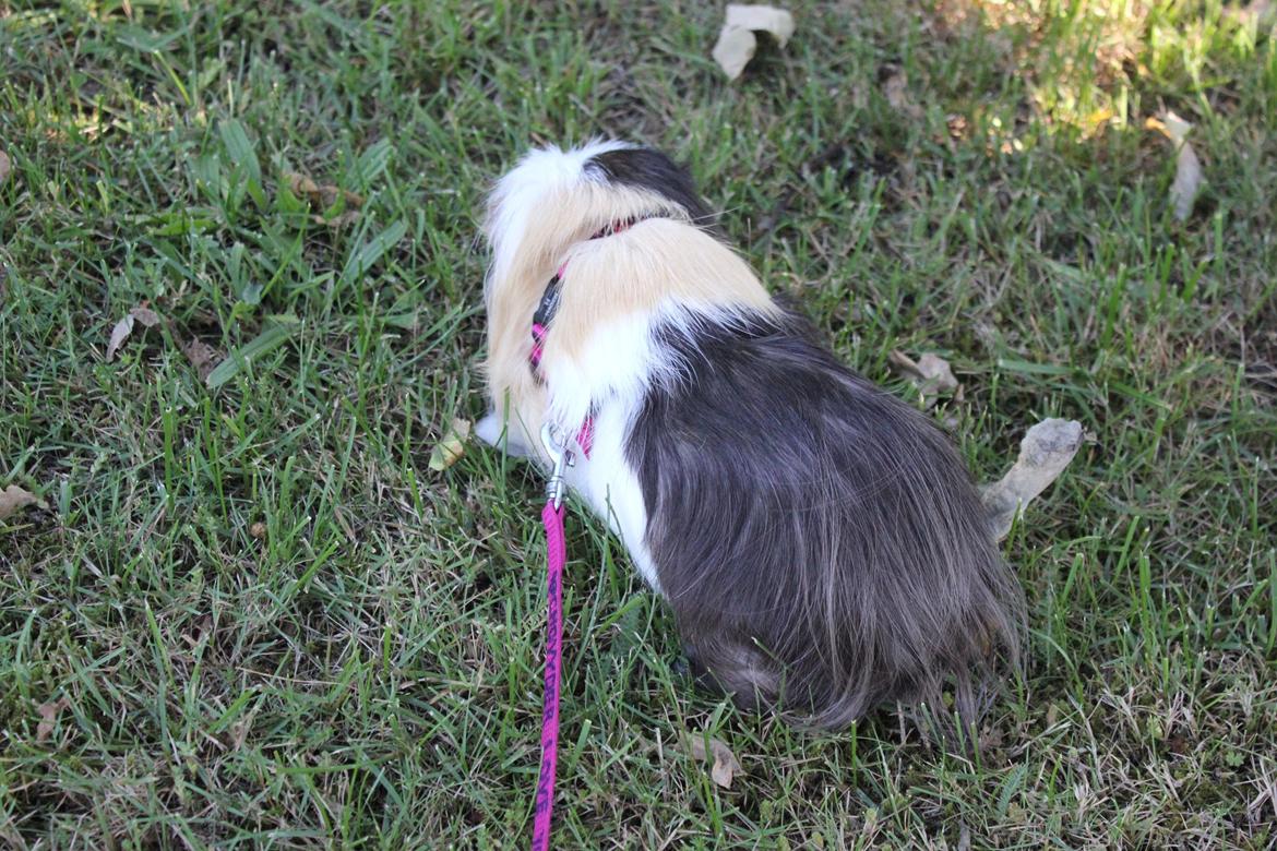 hund og marsvin hygge i sommerhuset  billede 120
