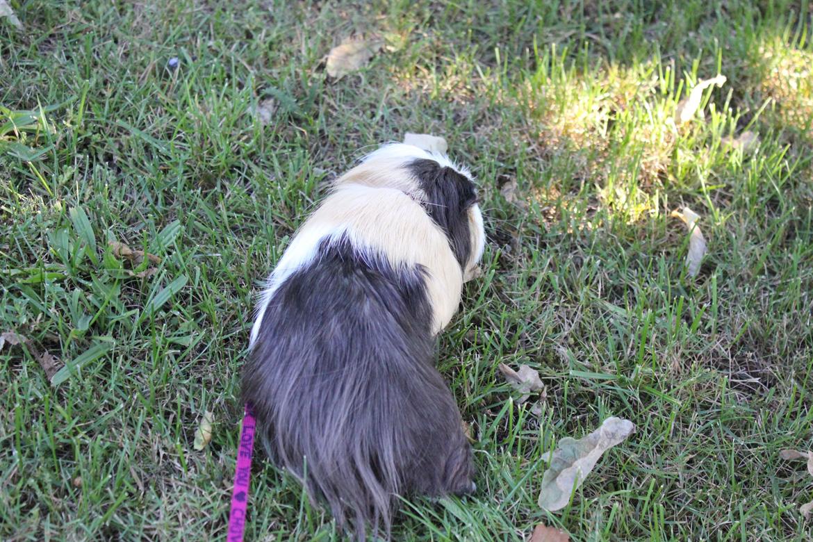 hund og marsvin hygge i sommerhuset  billede 121