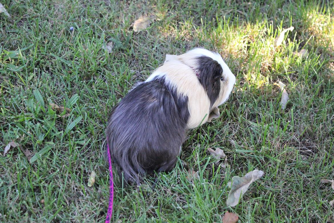 hund og marsvin hygge i sommerhuset  billede 122