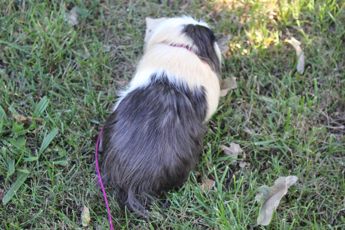 hund og marsvin hygge i sommerhuset  billede 123