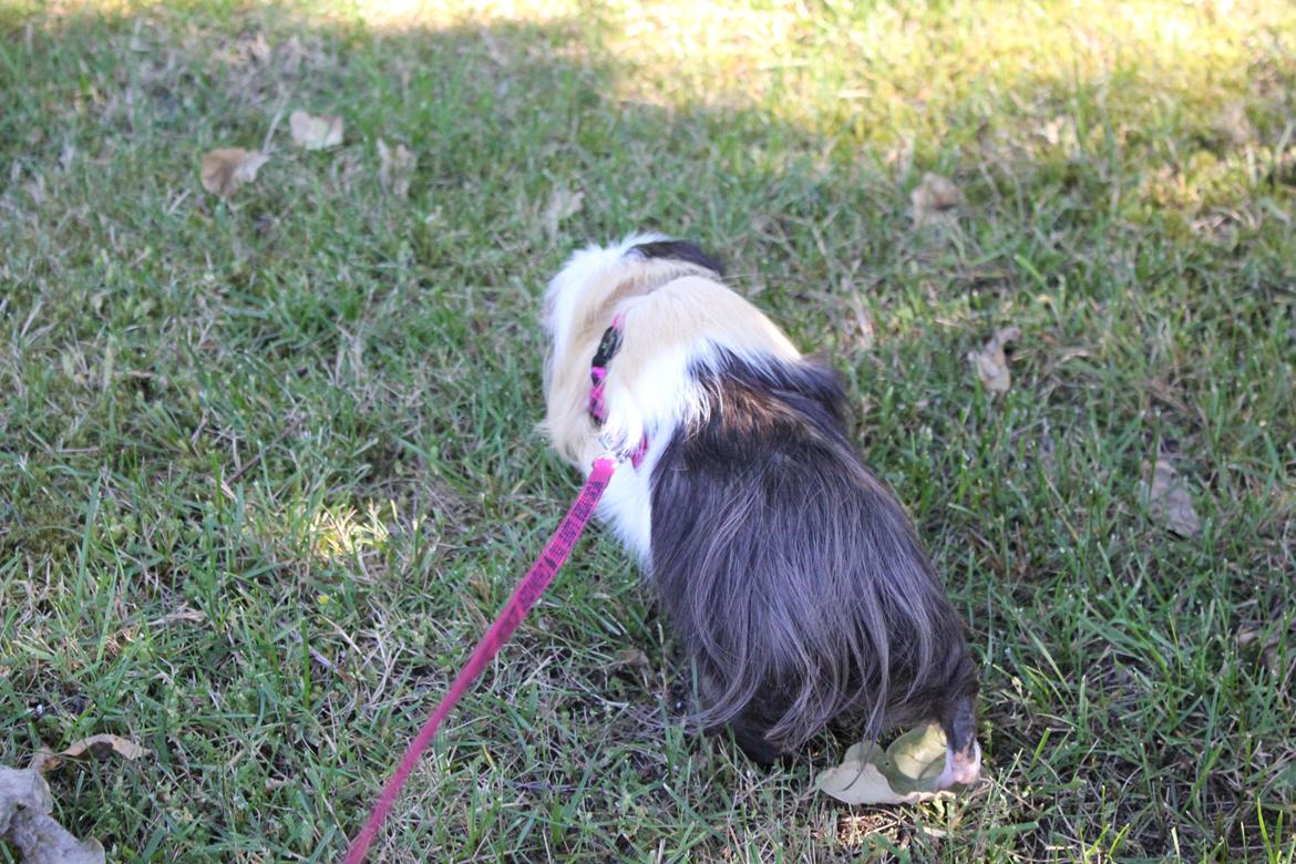 hund og marsvin hygge i sommerhuset  billede 124