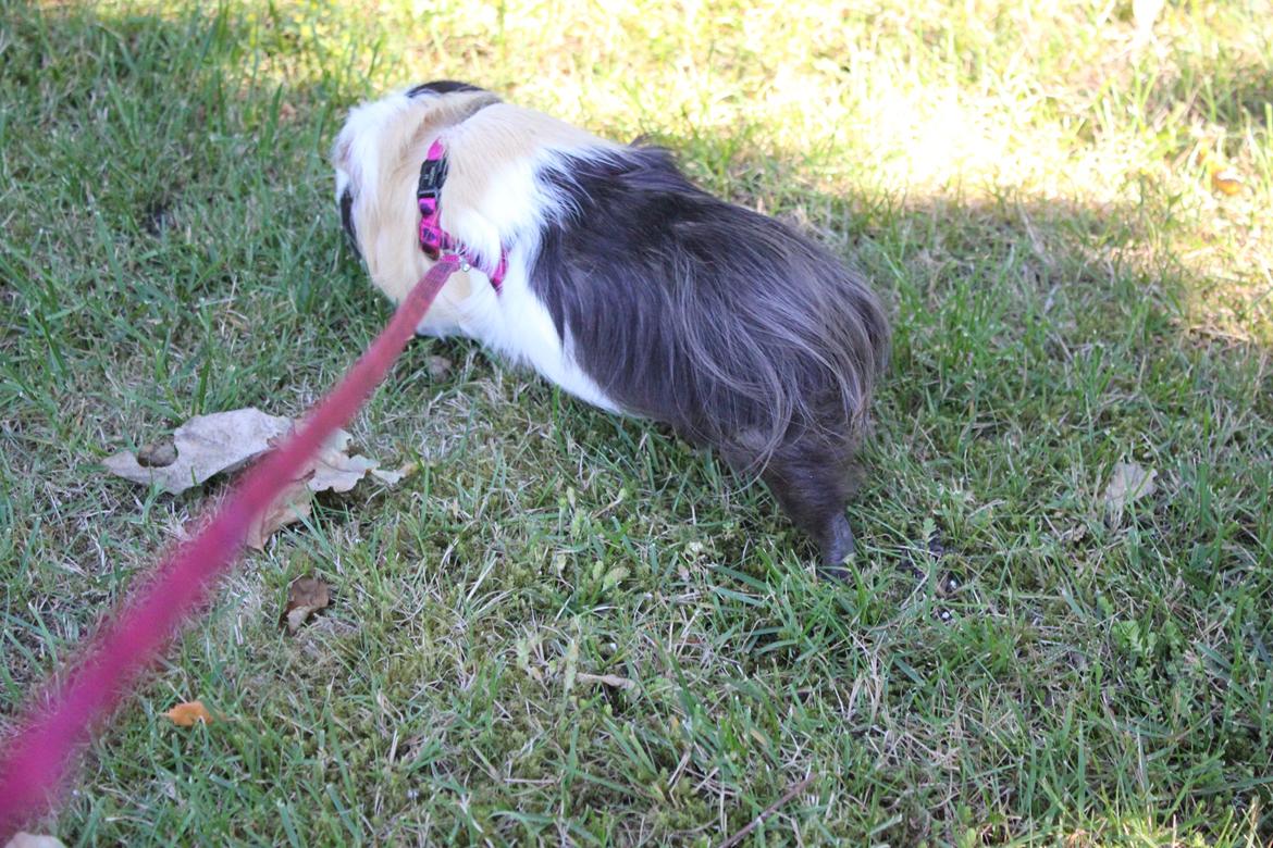 hund og marsvin hygge i sommerhuset  billede 125
