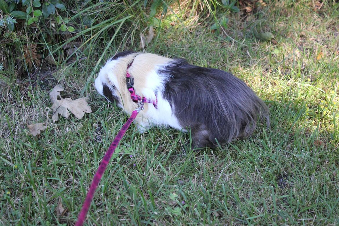 hund og marsvin hygge i sommerhuset  billede 126