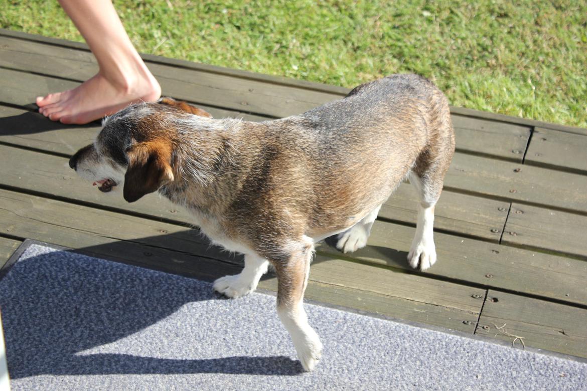 hund og marsvin hygge i sommerhuset  billede 127