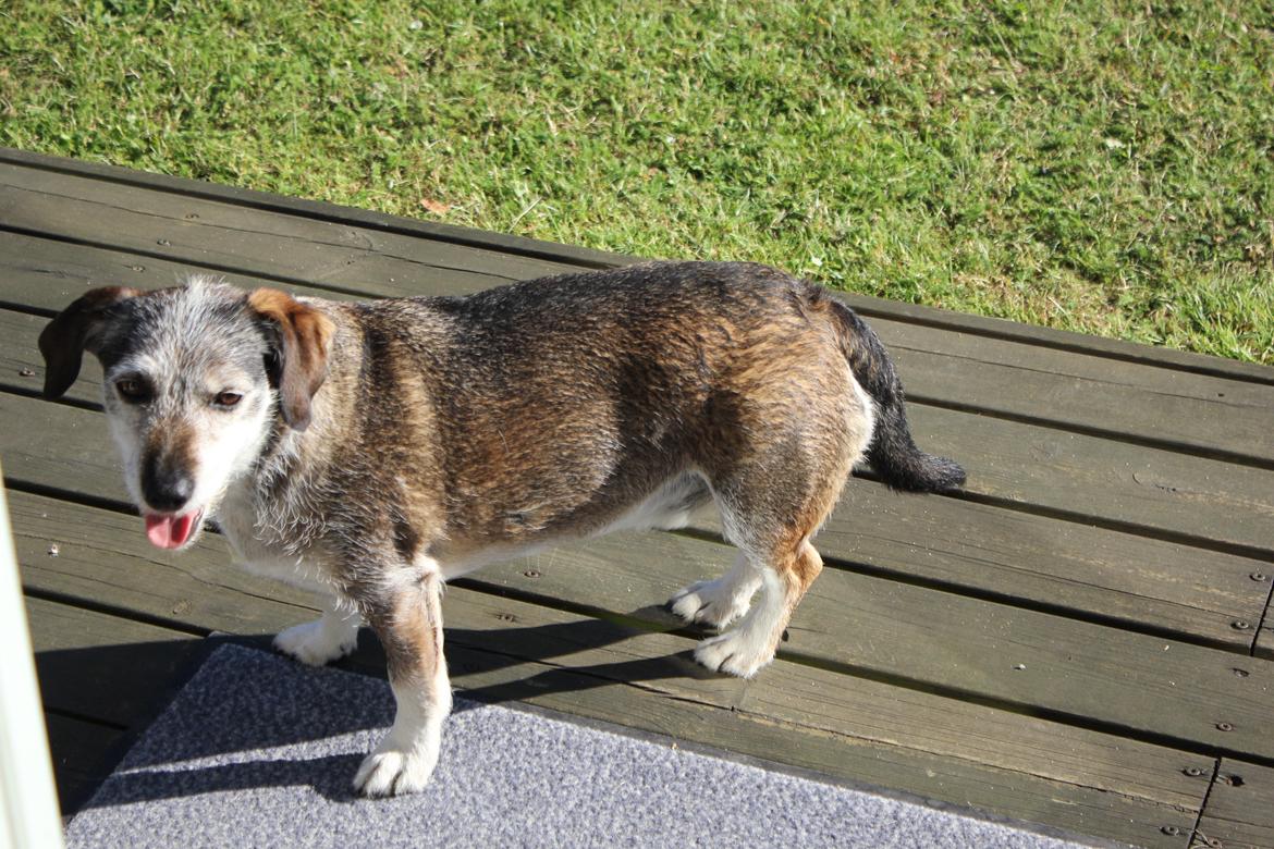 hund og marsvin hygge i sommerhuset  billede 128