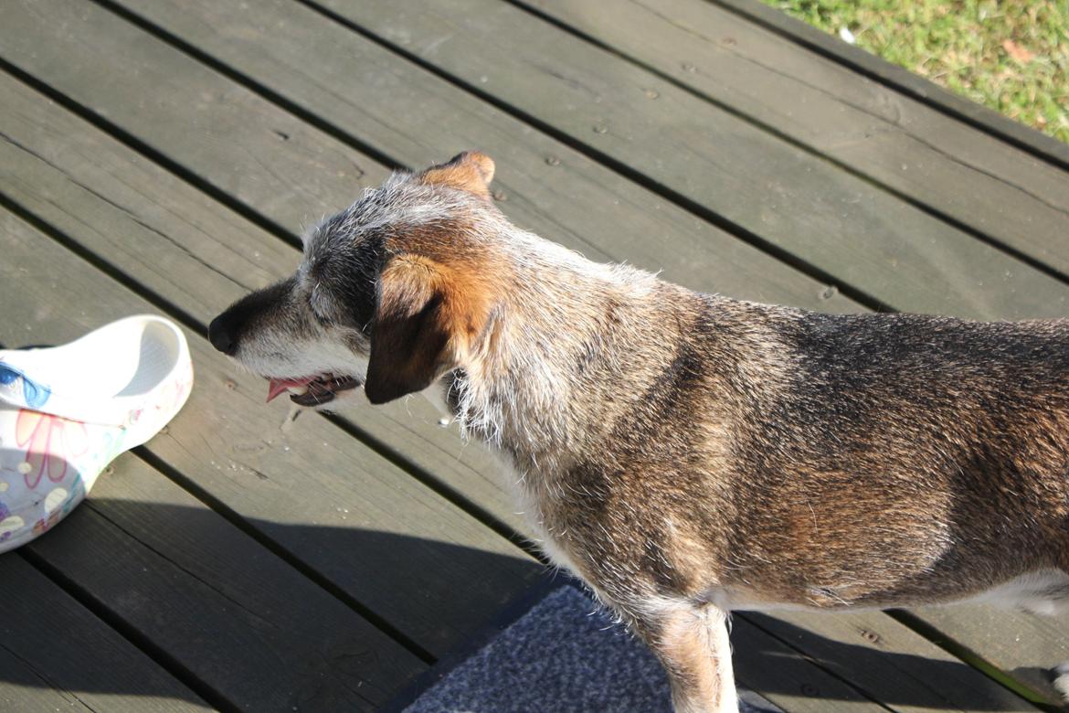 hund og marsvin hygge i sommerhuset  billede 129