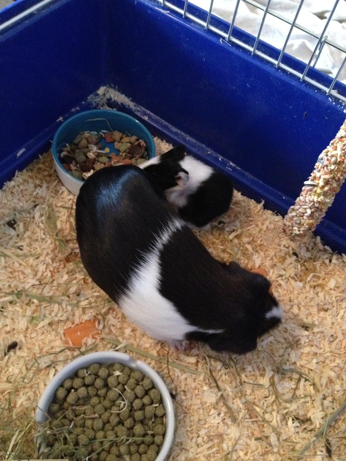 masvine unger billede 1