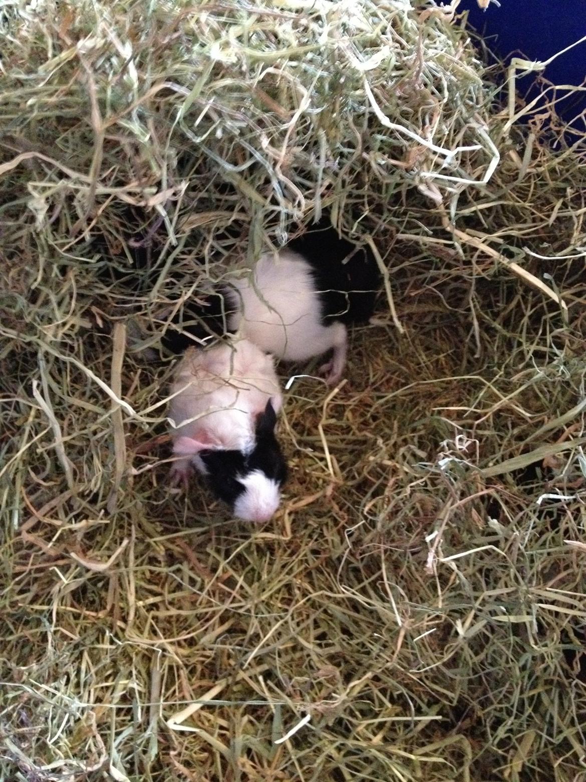 masvine unger billede 2