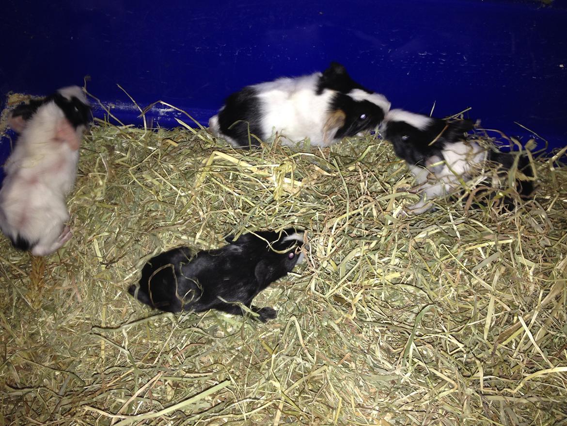 masvine unger billede 3