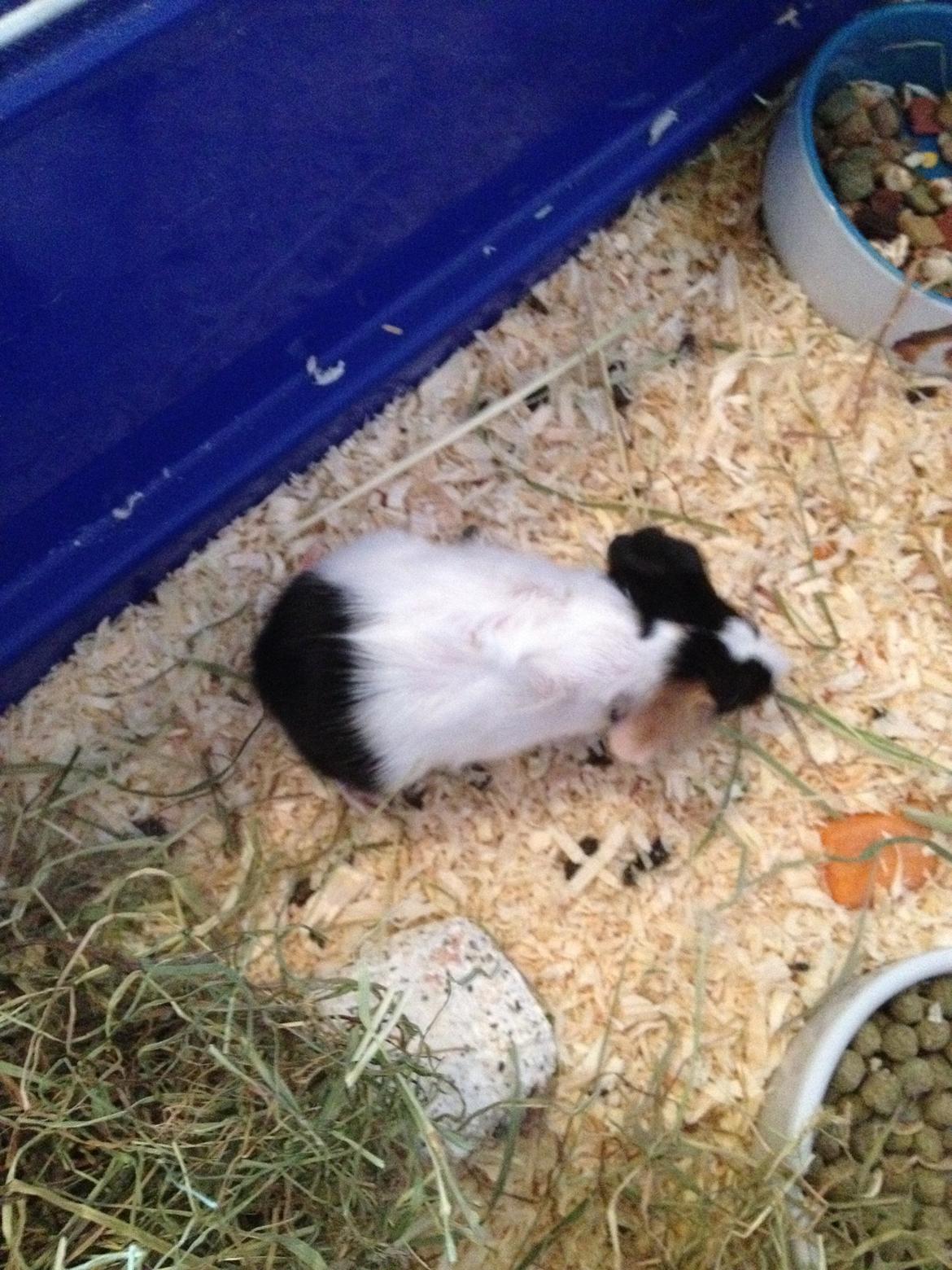 masvine unger billede 4