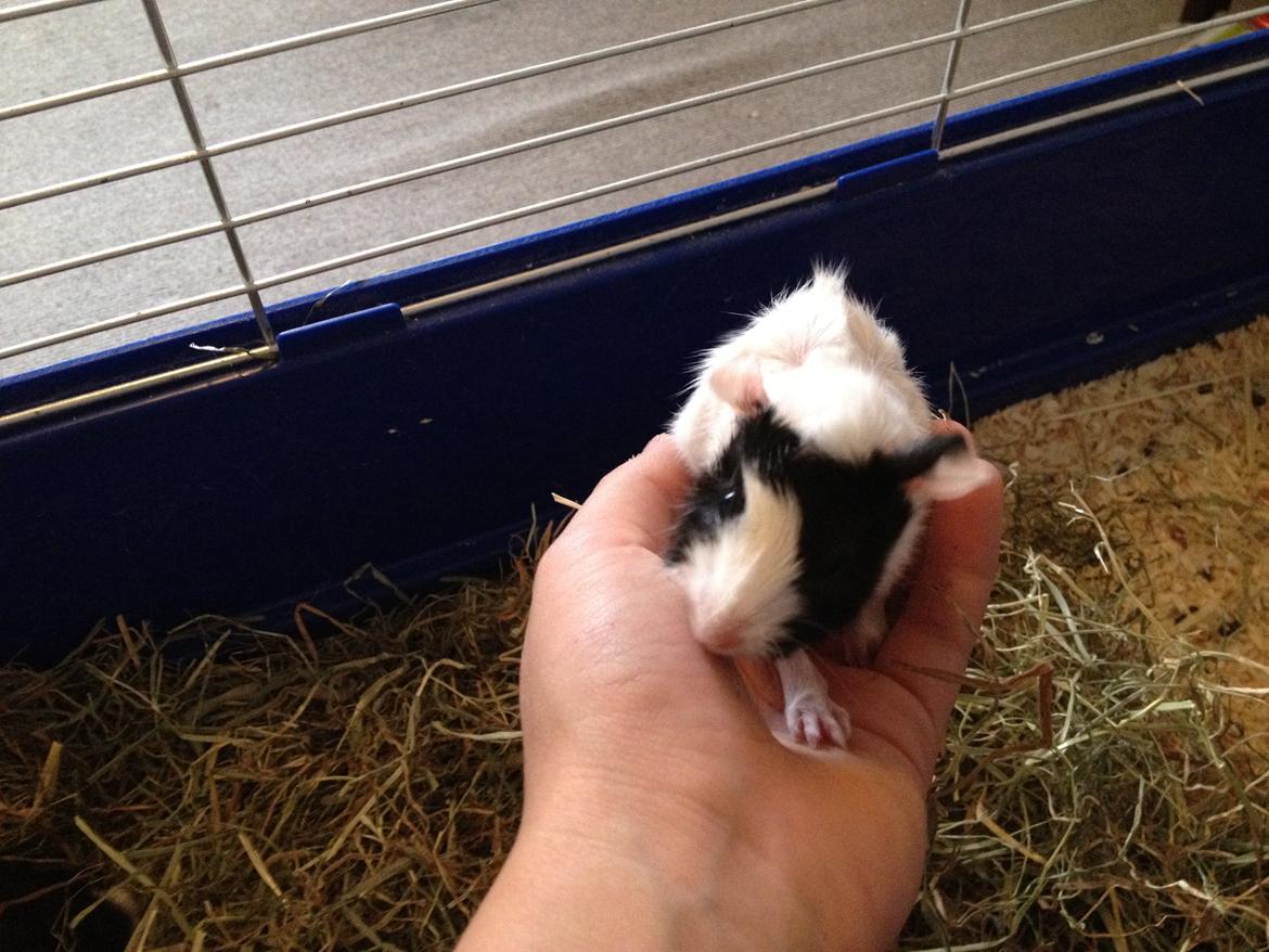 masvine unger billede 5