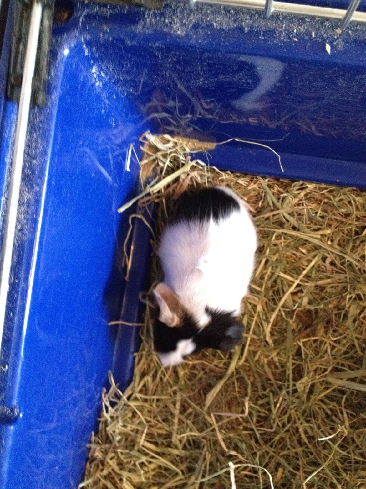 masvine unger billede 6