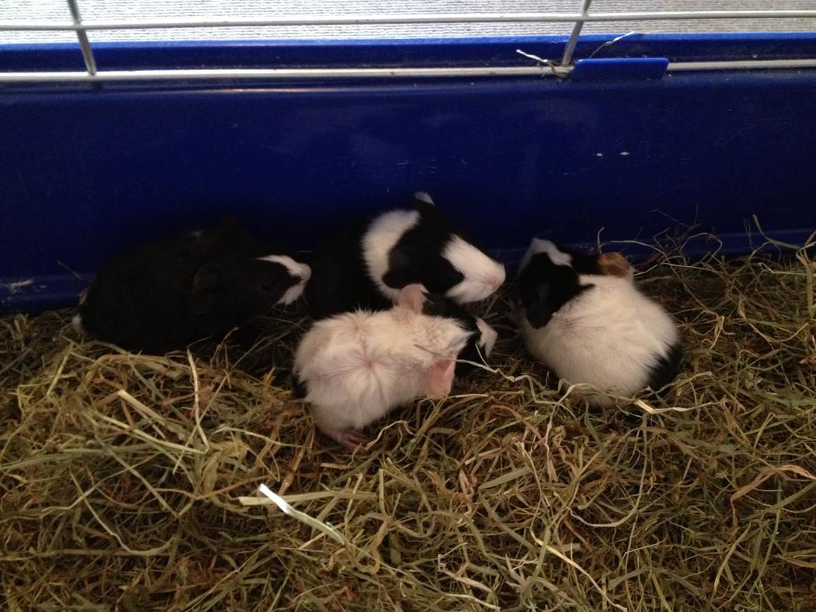 masvine unger billede 7