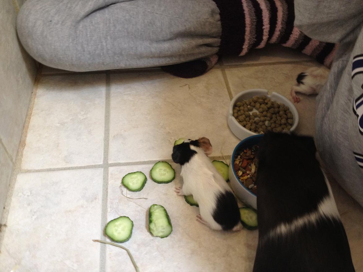 masvine unger billede 9