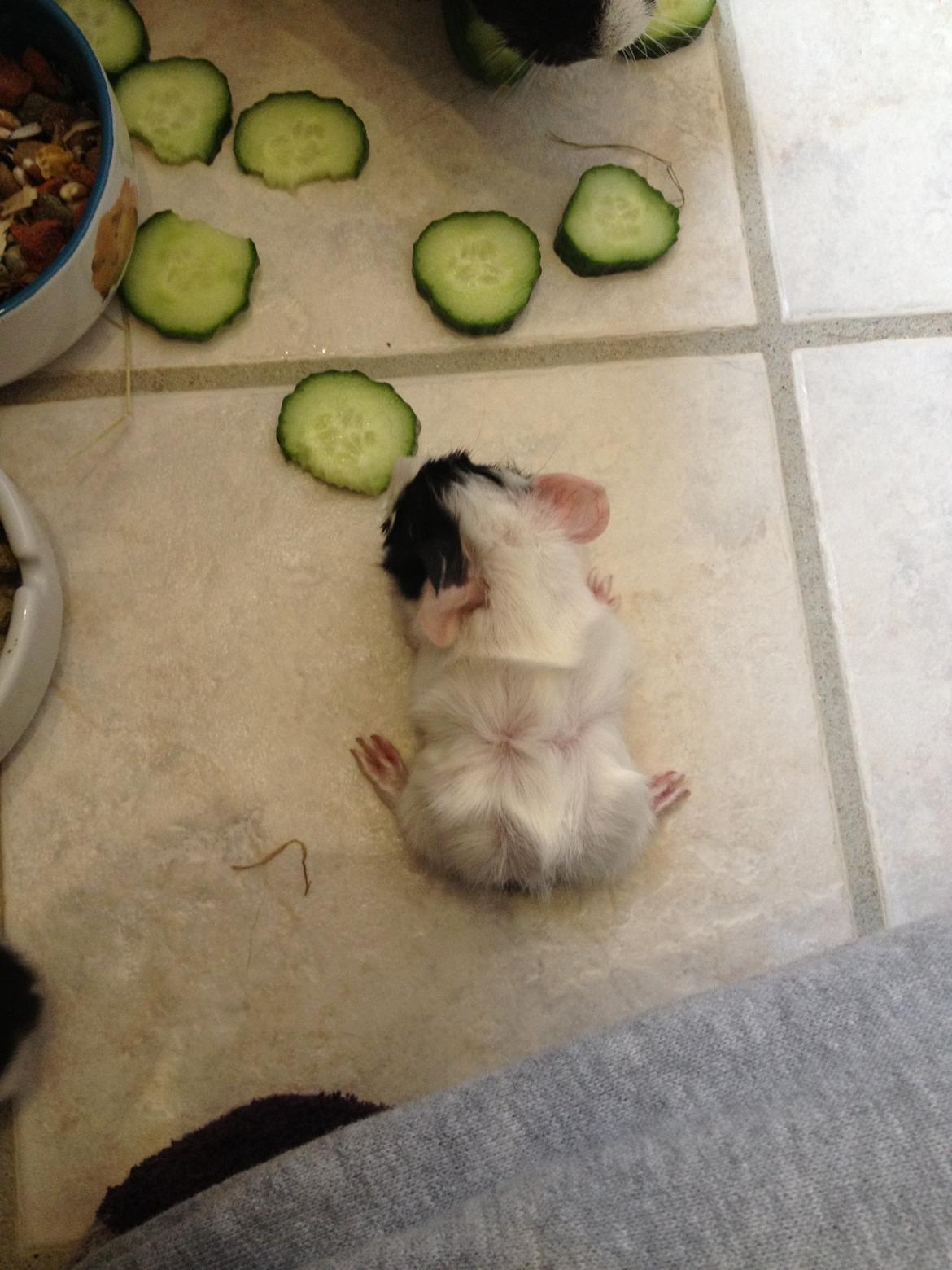 masvine unger billede 10