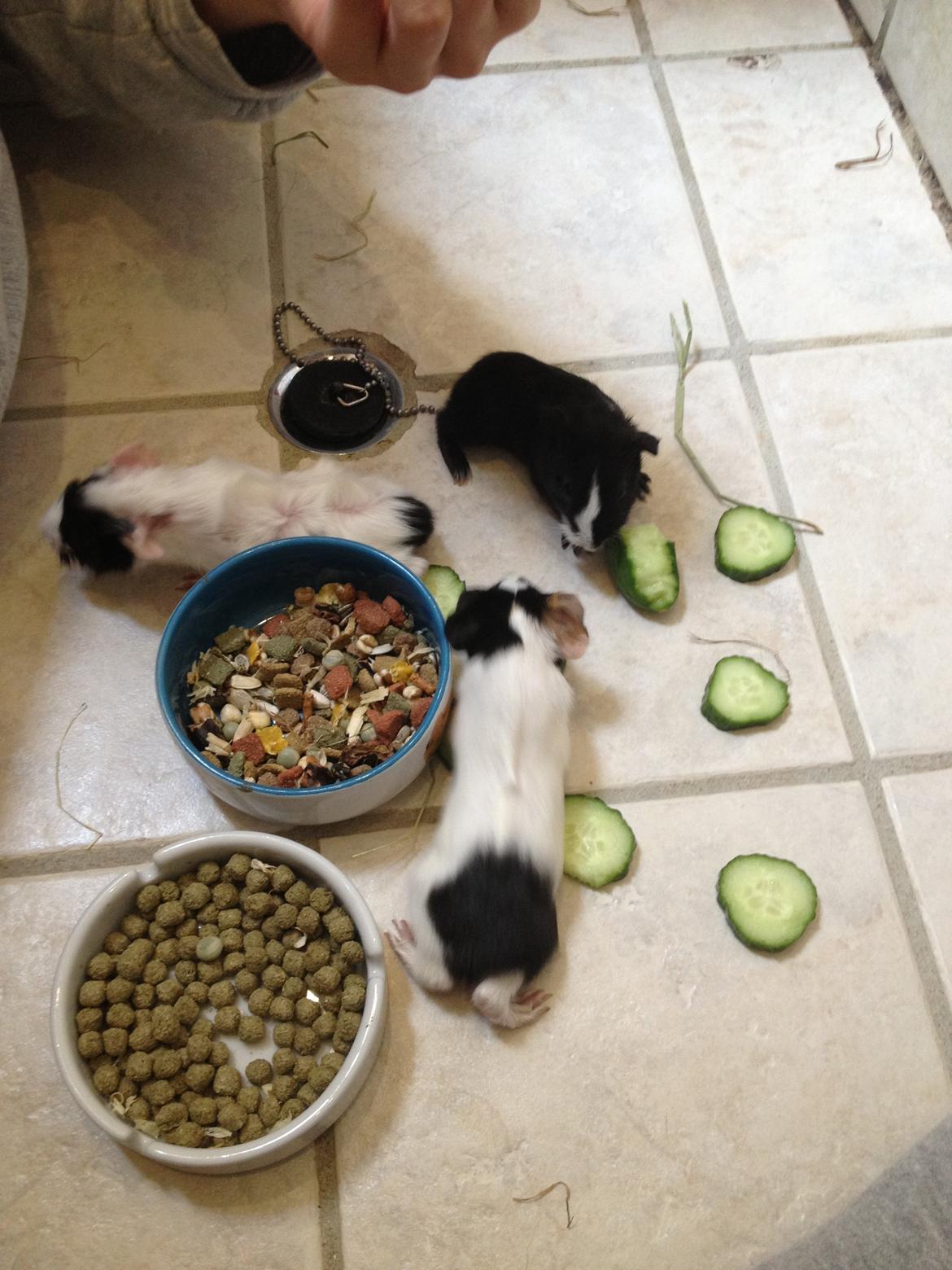 masvine unger billede 11