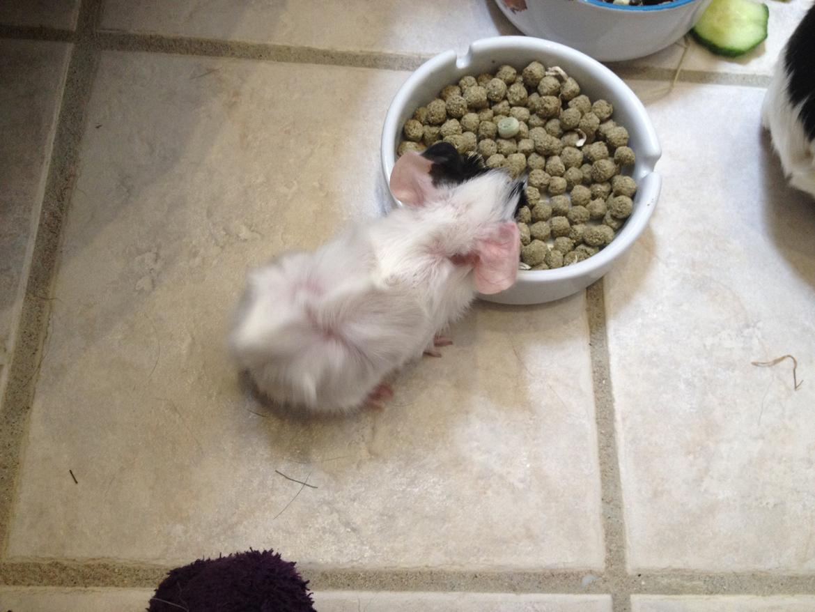 masvine unger billede 12