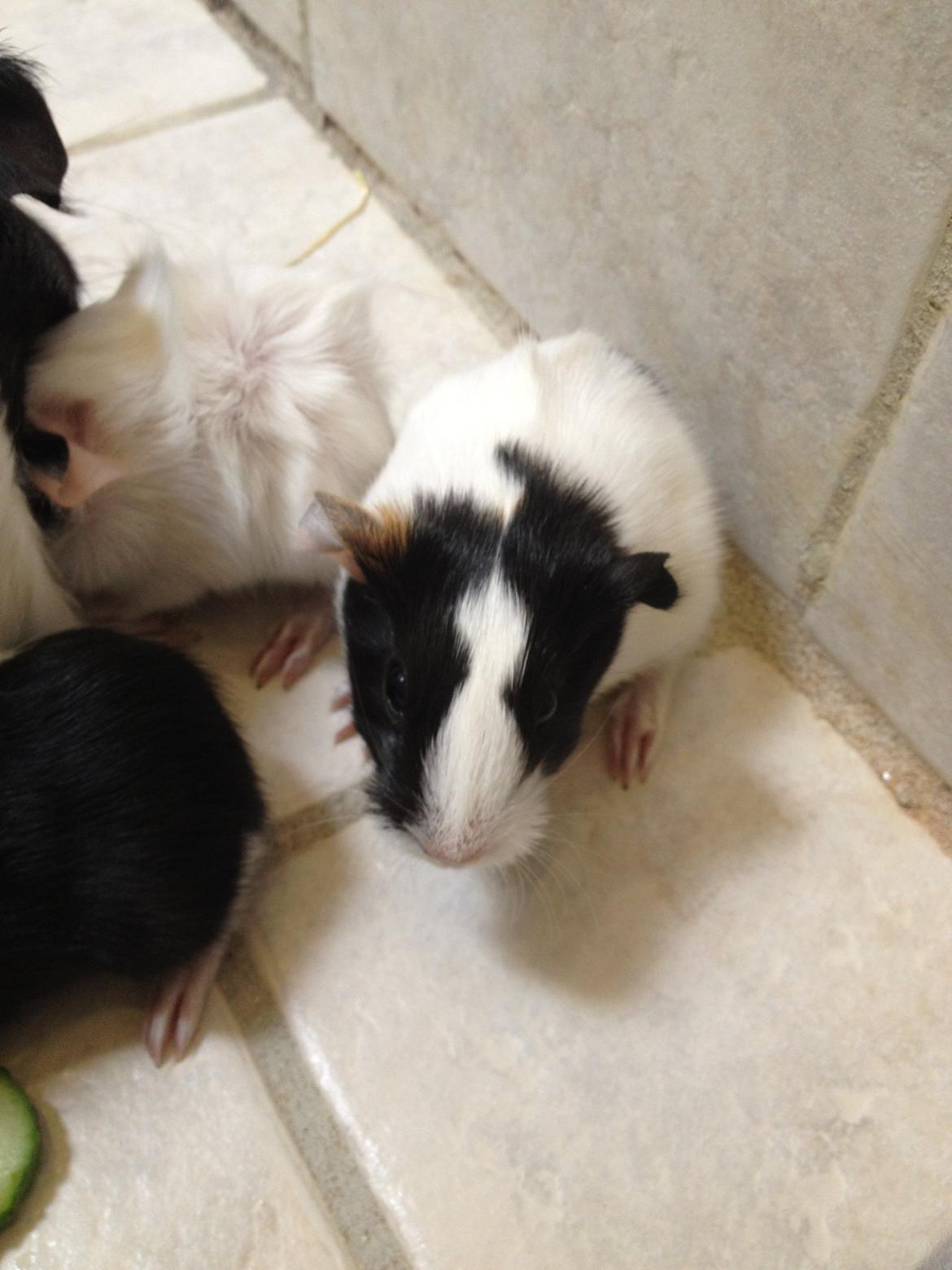 masvine unger billede 13