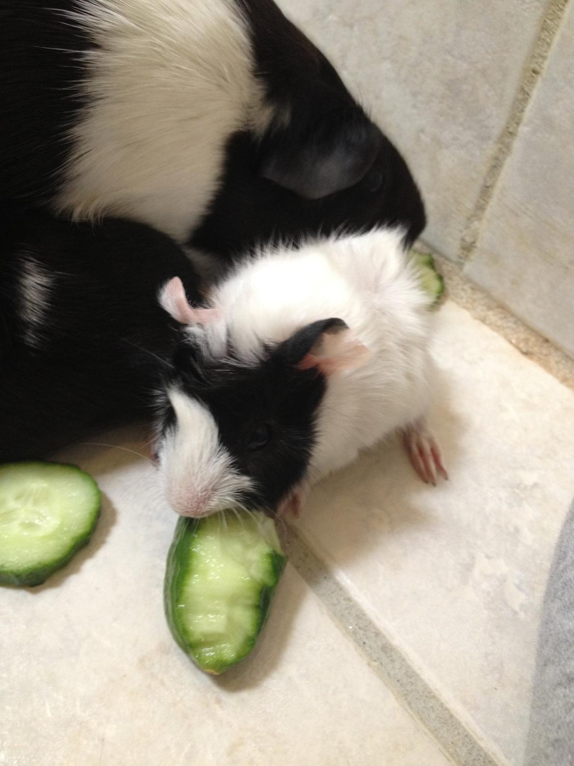 masvine unger billede 14