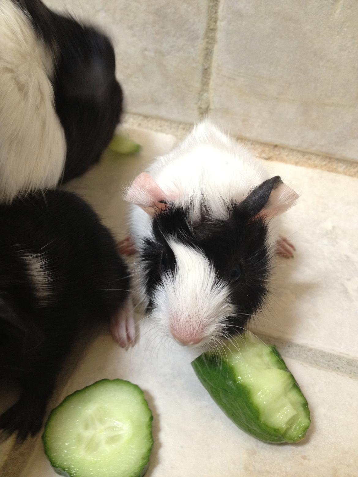 masvine unger billede 15