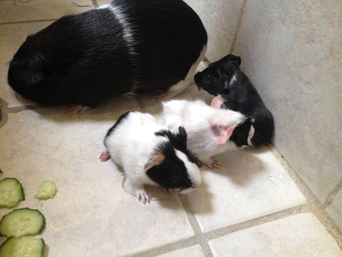 masvine unger billede 16