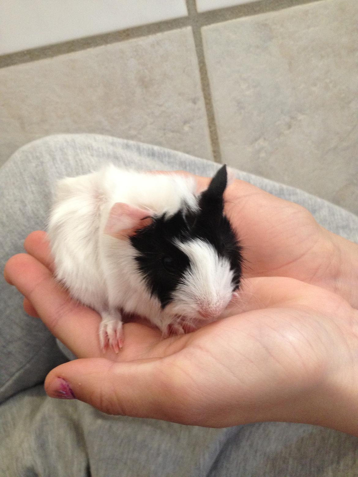 masvine unger billede 17