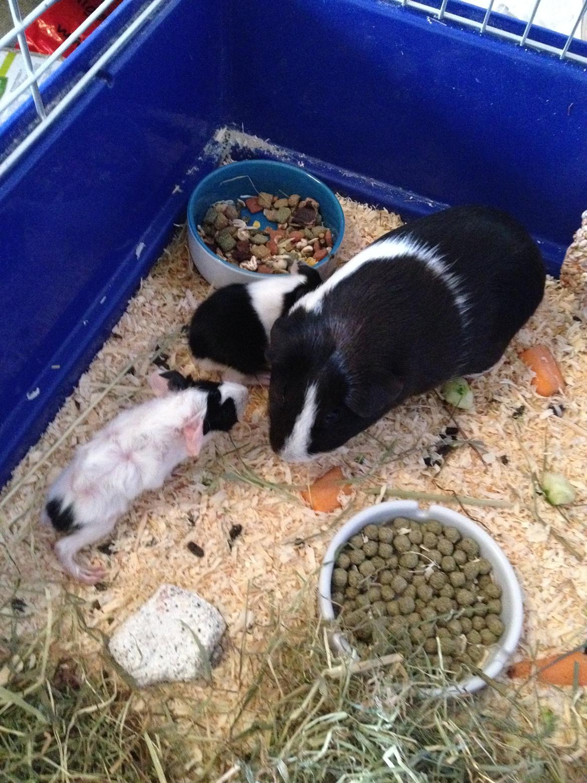 masvine unger billede 18