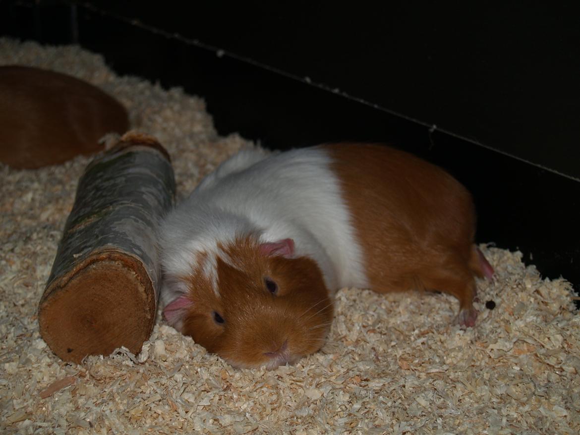 Vores dejlige piger - - Det samme kan siges om Chili billede 2