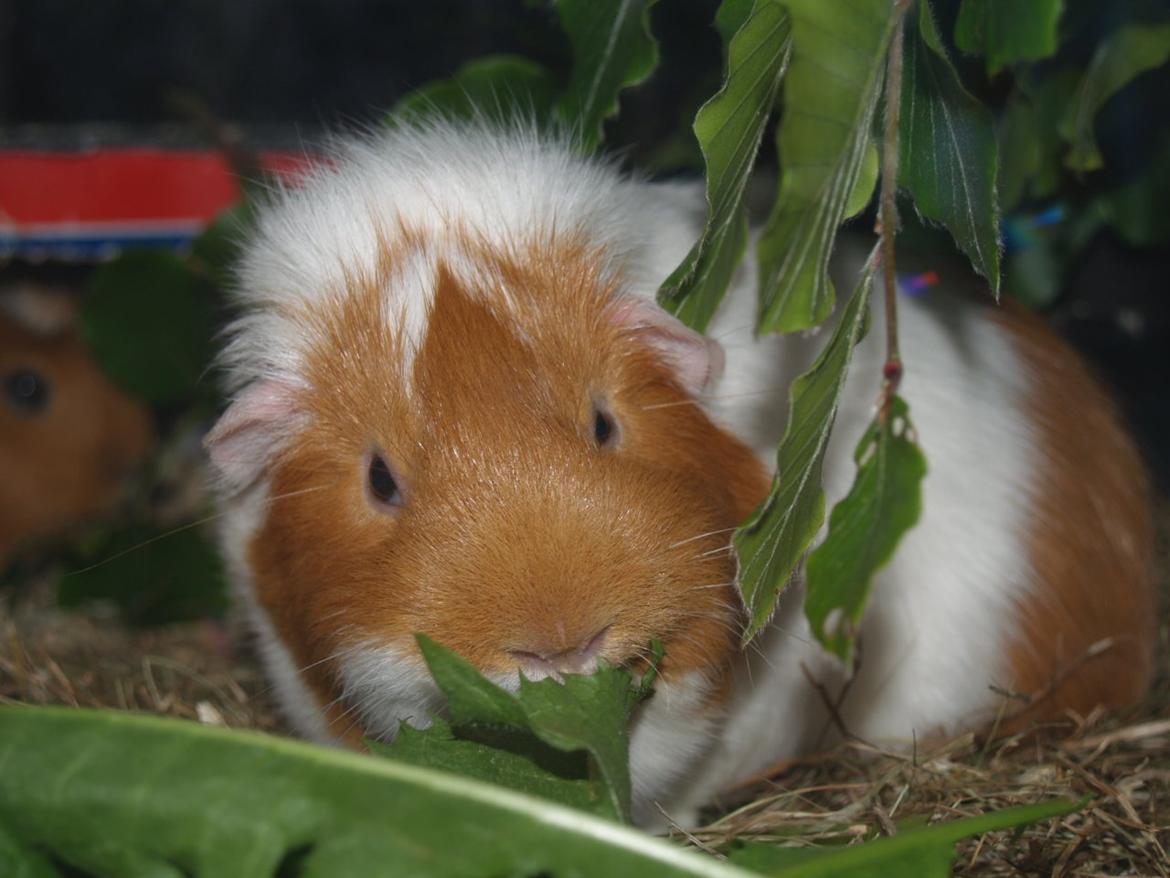 Vores dejlige piger - "Mmh, lækkert når vi grønt" billede 3