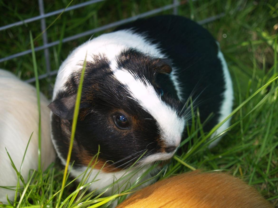 Vores dejlige piger - Dixie billede 4