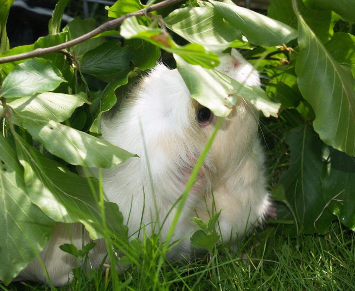 Vores dejlige piger - Nellie billede 5