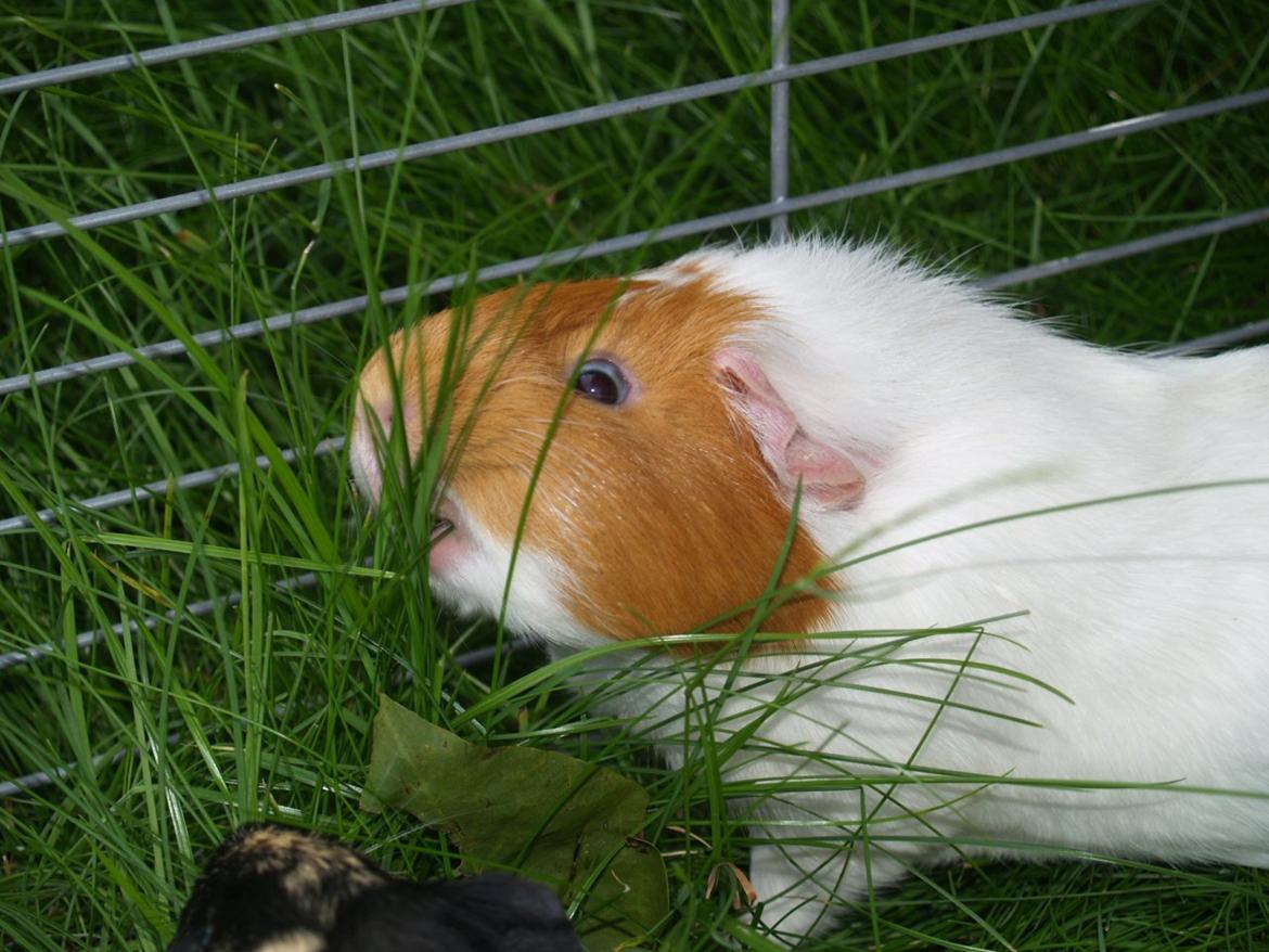 Vores dejlige piger - "Haps!" :D billede 6