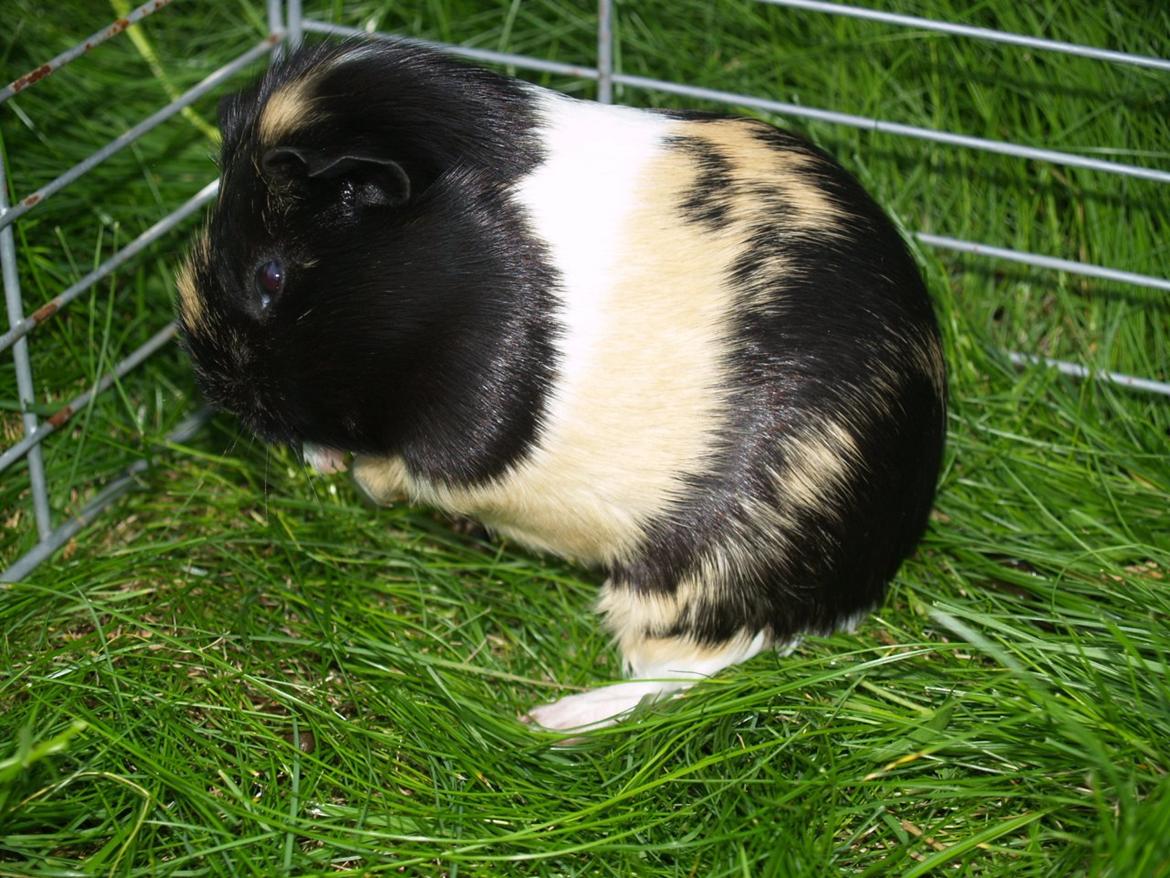 Vores dejlige piger - Daphnie gør sig lidt fin. billede 8