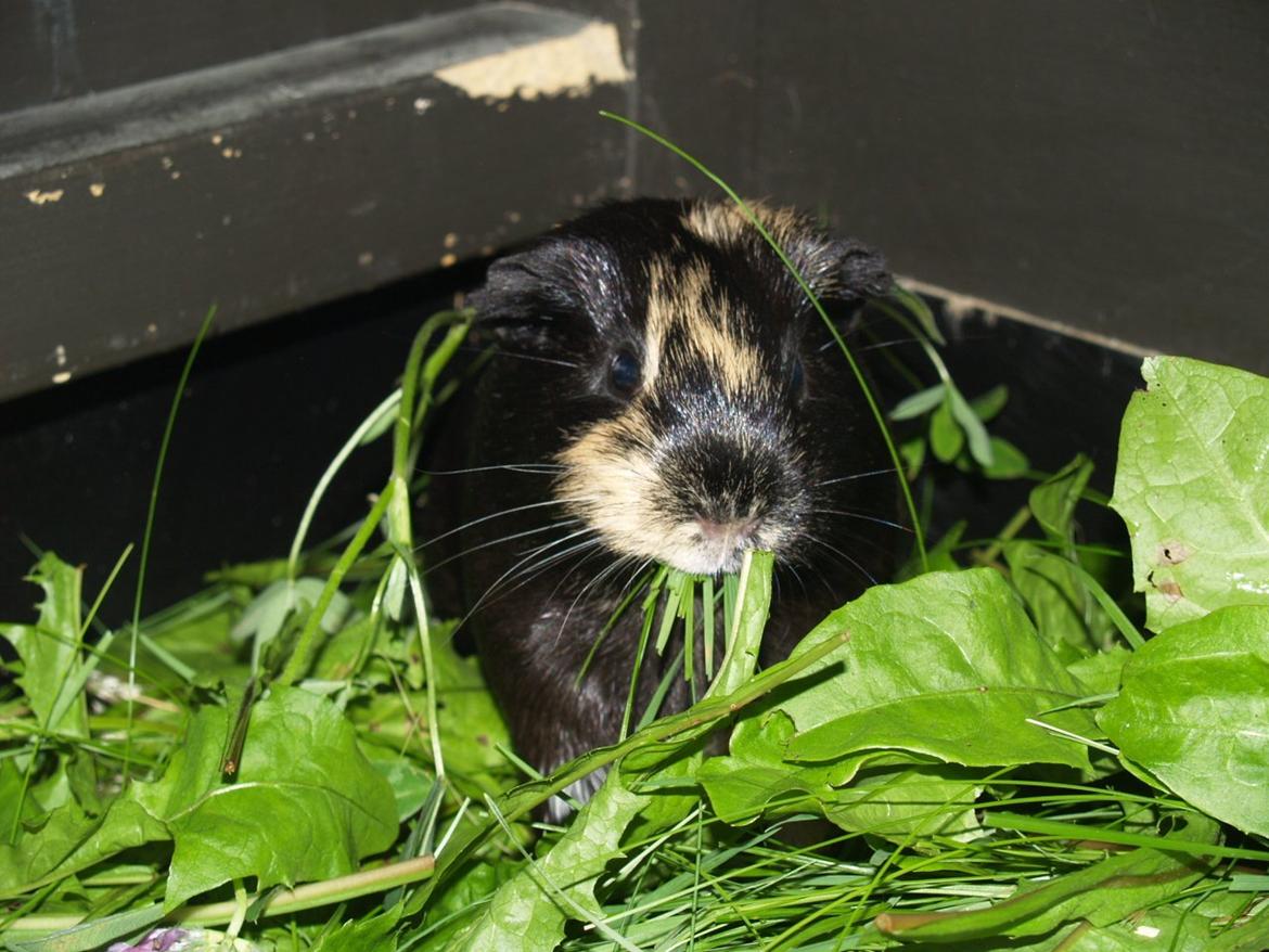 Vores dejlige piger - Daphnie guffer løs. billede 9