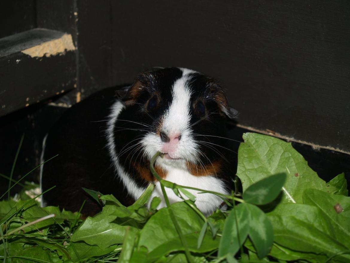 Vores dejlige piger - - Og Dixie også. billede 10