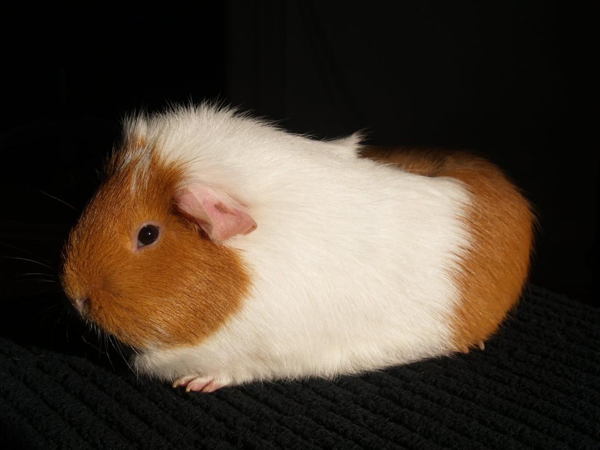 Vores dejlige piger billede 11