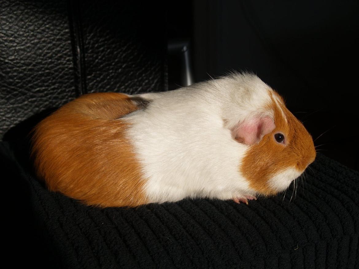 Vores dejlige piger billede 12