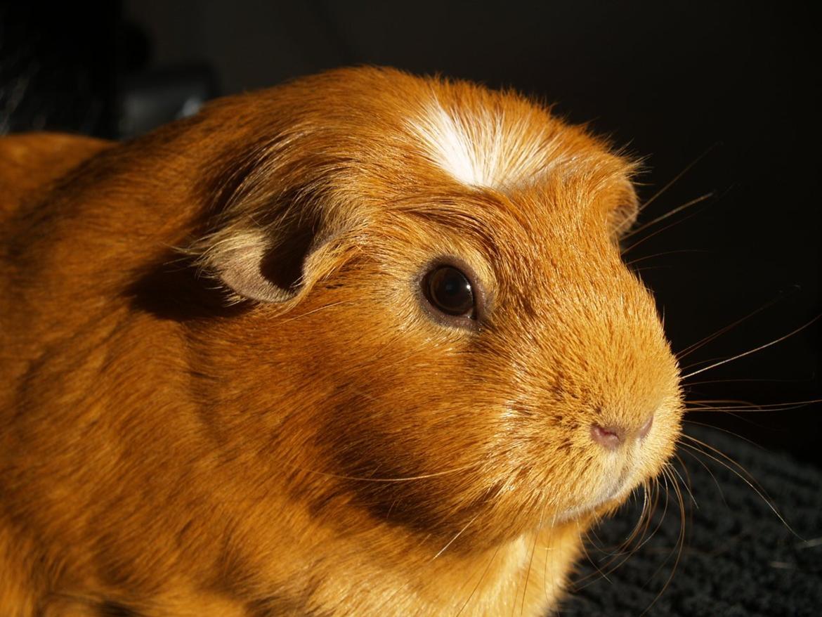 Vores dejlige piger billede 13