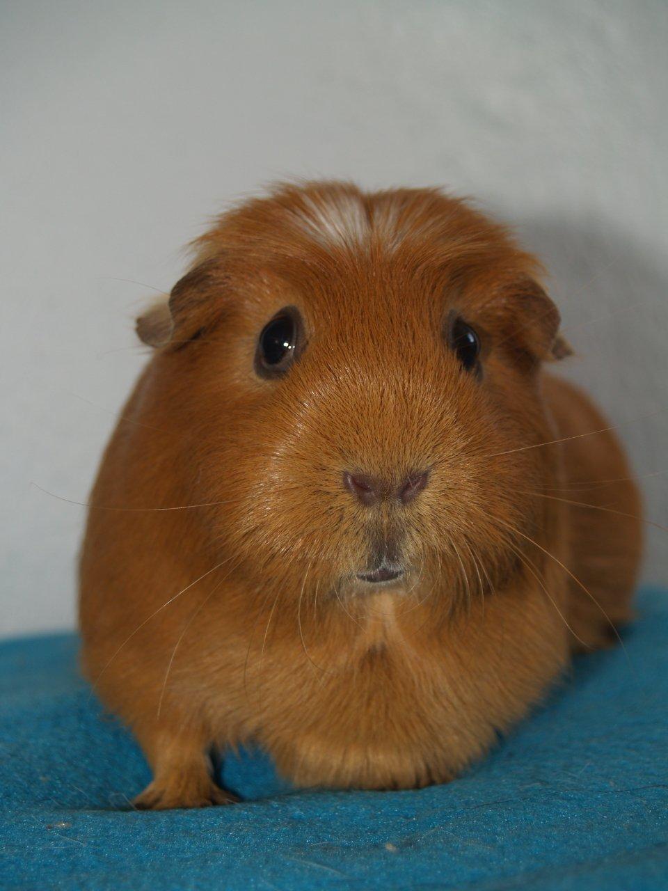 Vores dejlige piger billede 14