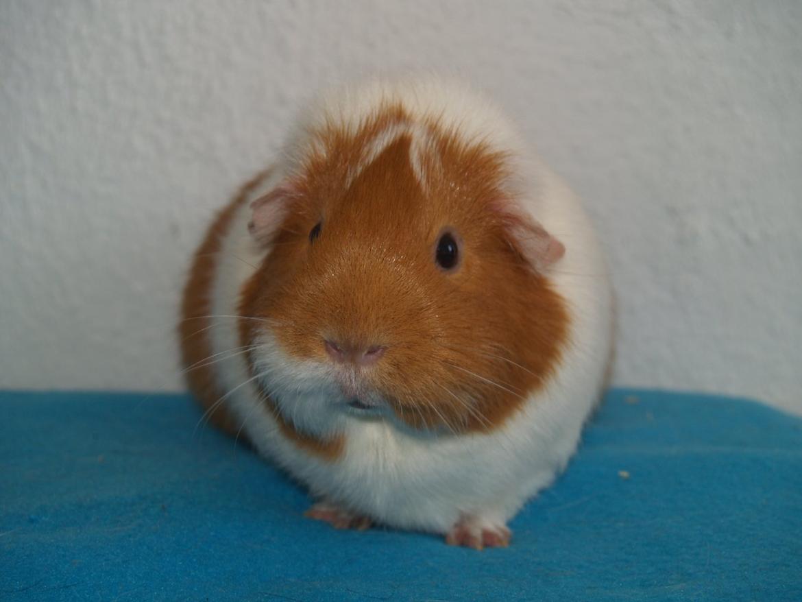 Vores dejlige piger billede 15