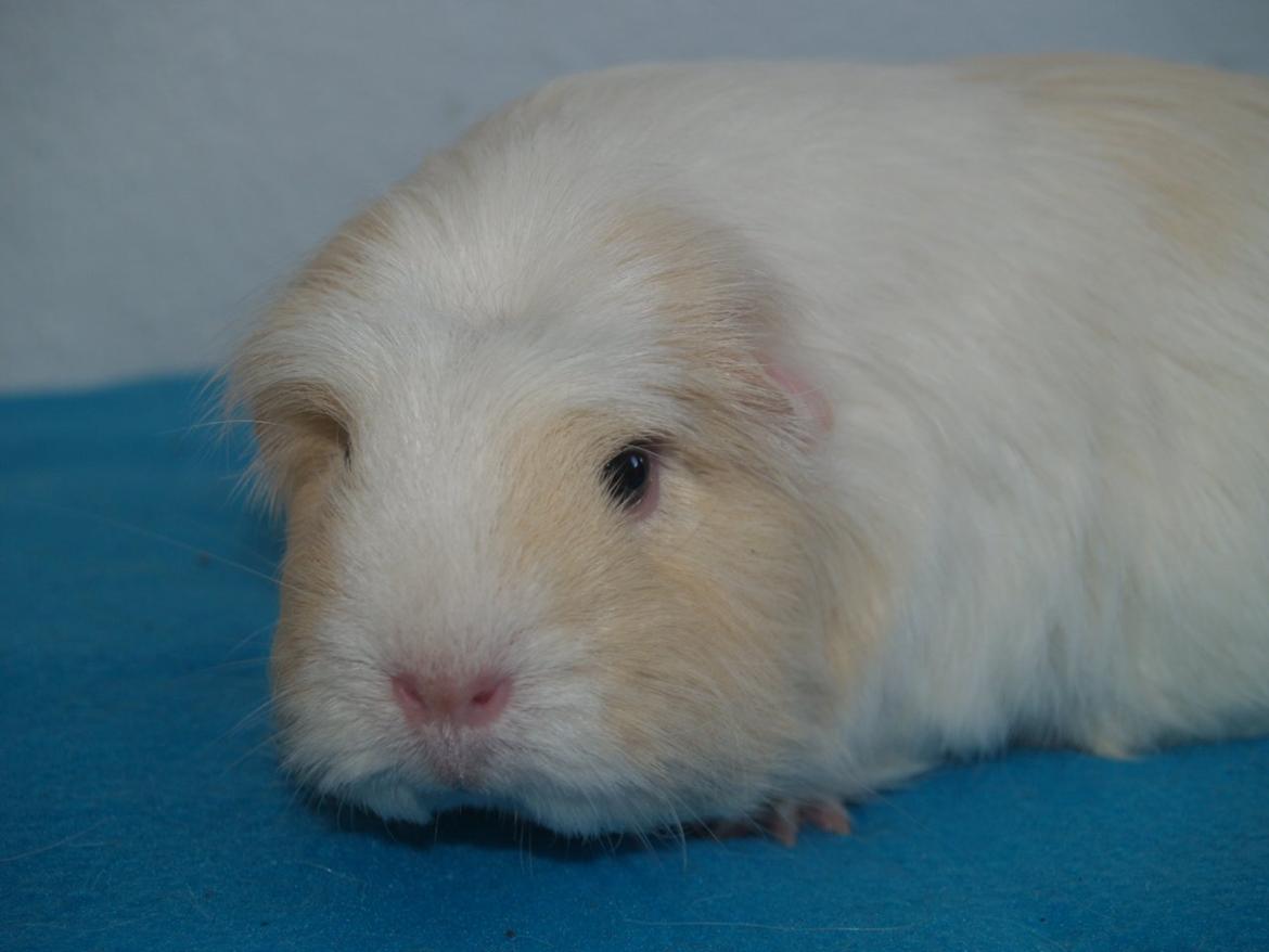 Vores dejlige piger billede 16