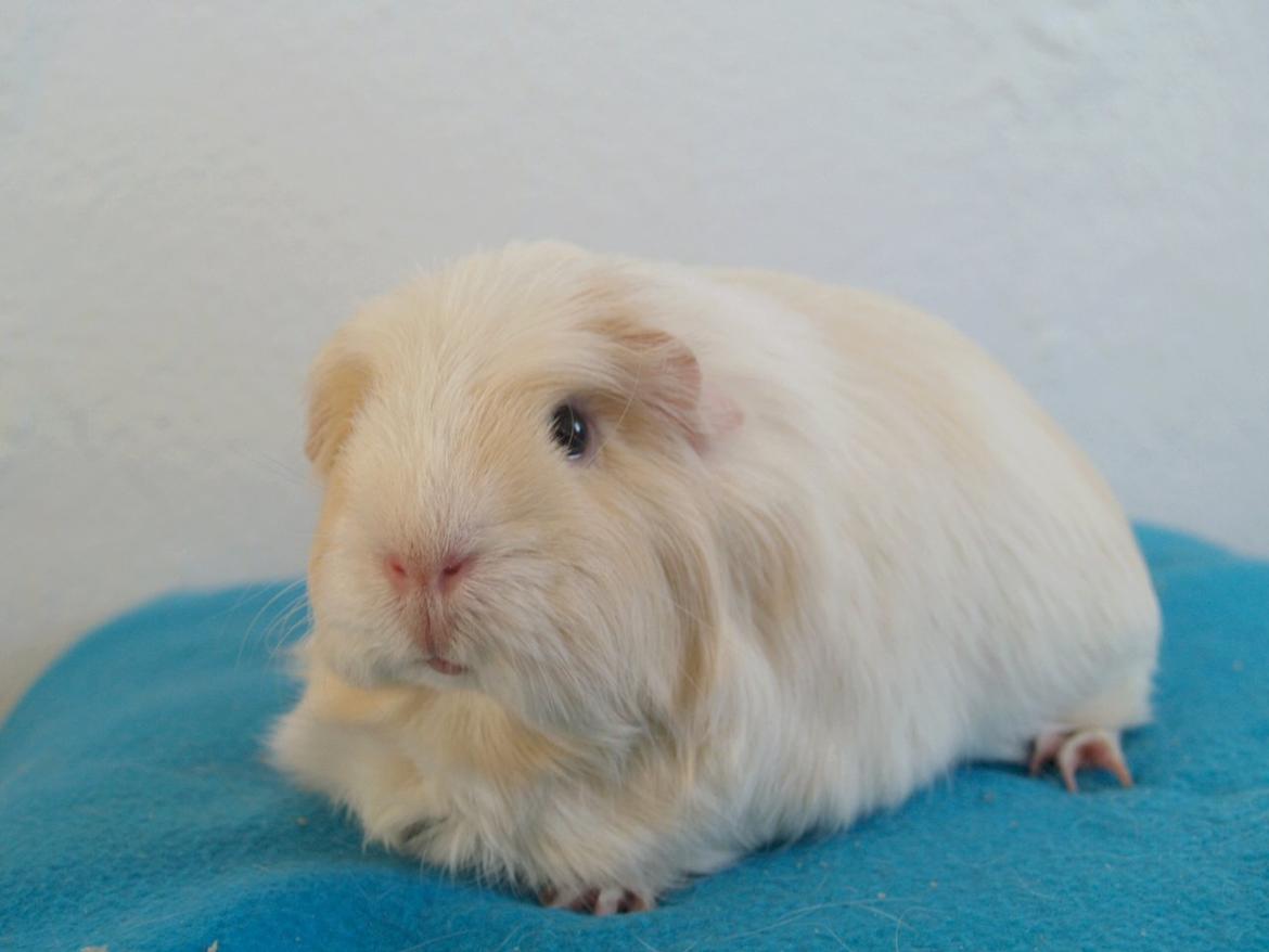 Vores dejlige piger billede 17