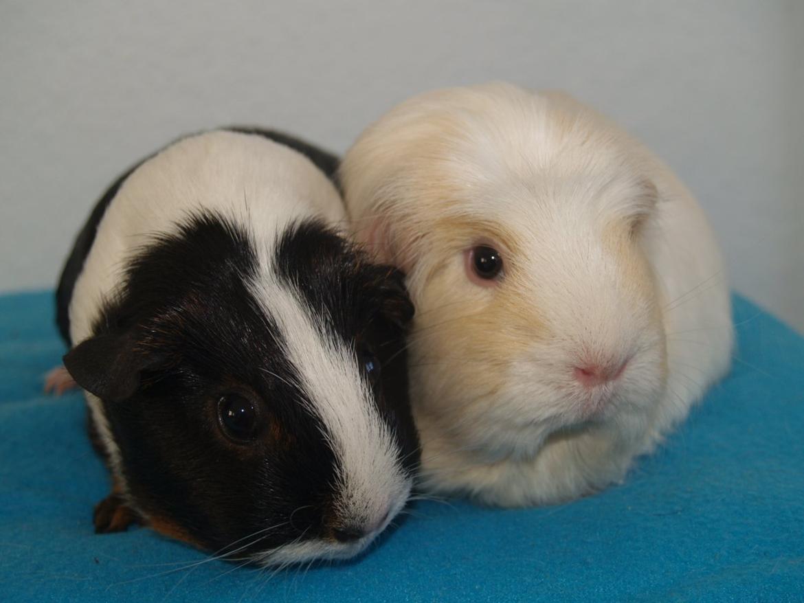 Vores dejlige piger billede 18