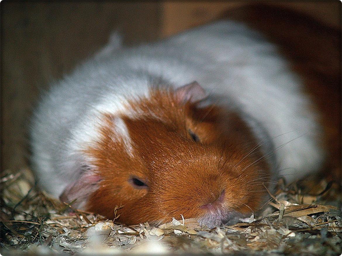 Vores dejlige piger - Chili bobler lidt. billede 19