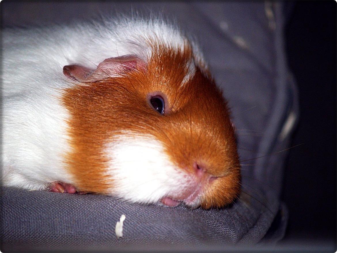 Vores dejlige piger - Dovenskab :b billede 20