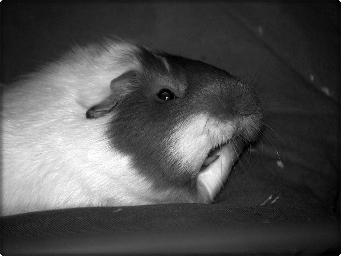 Vores dejlige piger - Det hele er bare SÅ hårdt. billede 21