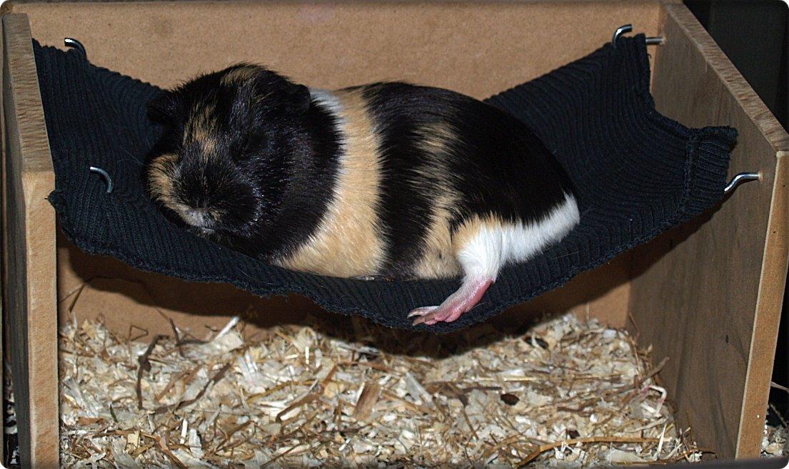 Vores dejlige piger - Daphnie er noget så glad for hendes nye hængekøje - hun får godt nok puttet igennem ;) billede 22