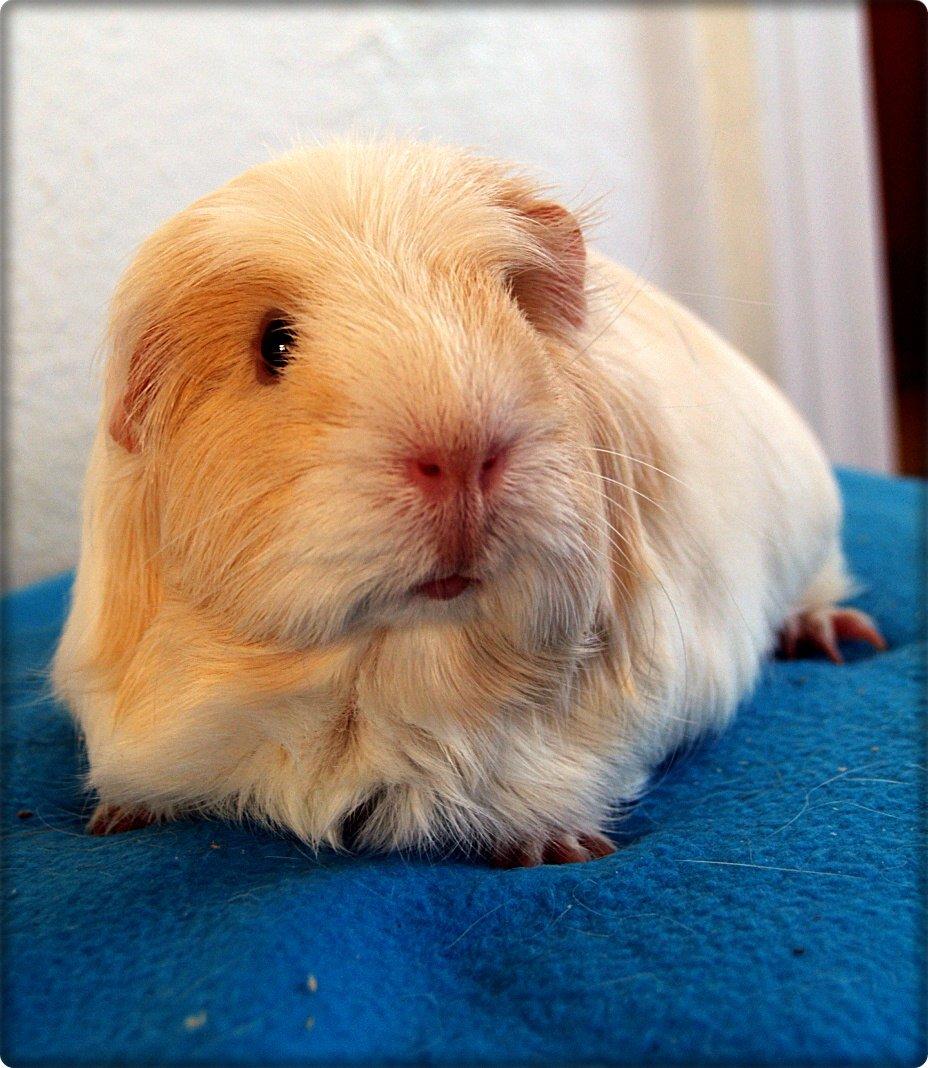 Vores dejlige piger billede 23