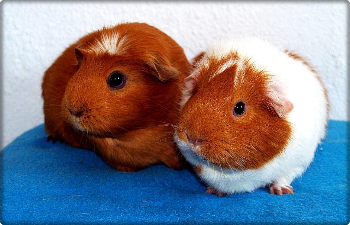 Vores dejlige piger - De ældste trunter - og de absolut dejligste ;) billede 24