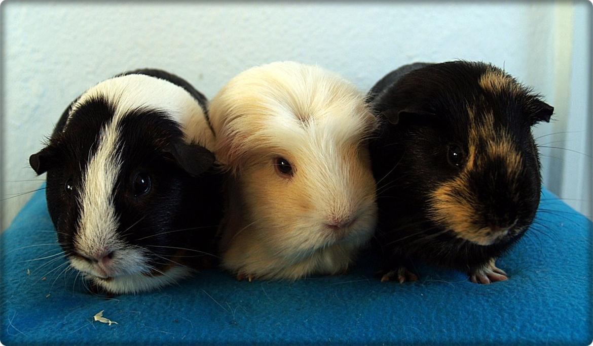 Vores dejlige piger - De 3 yngste - og smukkeste ;) billede 25